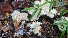 Marasmius pellucidus