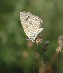 Leptotes pirithous