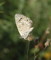 Leptotes pirithous