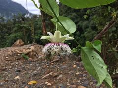 Passiflora nitida
