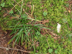Carex hendersonii