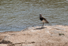 Vanellus chilensis