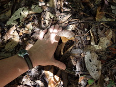 Pleurotus tuber-regium