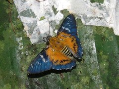 Myscelus assaricus michaeli