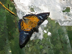 Myscelus assaricus michaeli