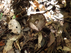 Pleurotus tuber-regium