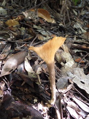 Pleurotus tuber-regium