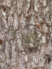 Tillandsia recurvata image