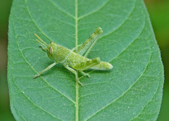 Schistocerca nitens