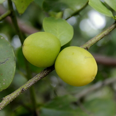 Ximenia americana