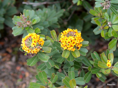 Gastrolobium bilobum