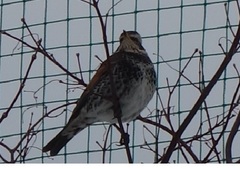 Turdus eunomus