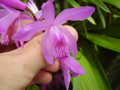Bletilla striata