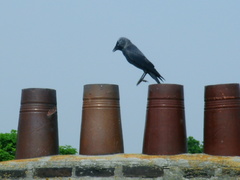 Corvus monedula