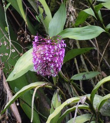 Epidendrum syringothyrsus