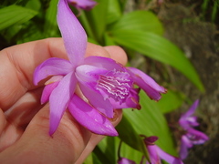 Bletilla striata