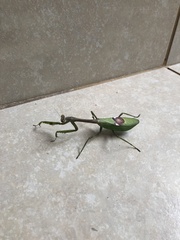 Stagmatoptera supplicaria