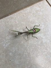 Stagmatoptera supplicaria