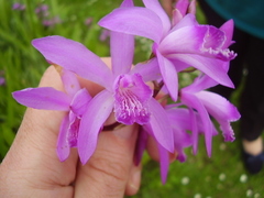 Bletilla striata