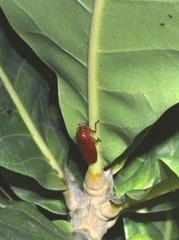 Homalogrypota