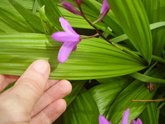 Bletilla striata