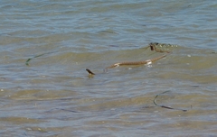 Pseudonaja aspidorhyncha