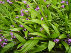 Bletilla striata