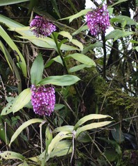 Epidendrum syringothyrsus
