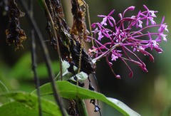 Epidendrum syringothyrsus