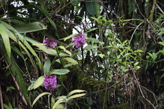 Epidendrum syringothyrsus