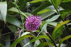 Epidendrum syringothyrsus