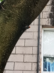 Aegithalos concinnus