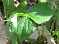 Trillium flexipes