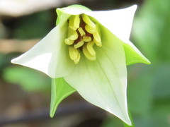 Trillium flexipes