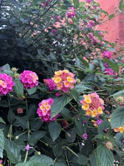Lantana