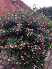 Lantana