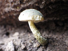 Austroboletus austrovirens