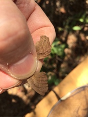 Yphthimoides patricia