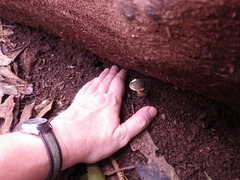 Austroboletus austrovirens