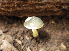 Austroboletus austrovirens