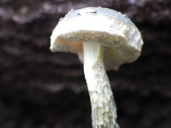 Austroboletus austrovirens