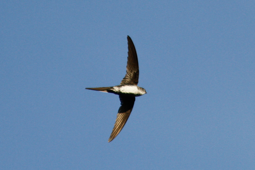 Fork-Tailed Palm-Swift