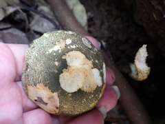 Austroboletus austrovirens