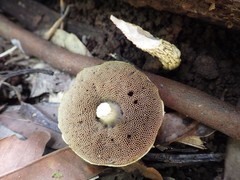 Austroboletus austrovirens
