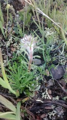 Ipomopsis globularis