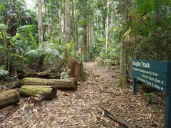Austroboletus austrovirens