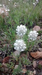 Ipomopsis globularis