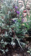 Oxytropis podocarpa
