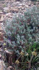 Oxytropis podocarpa