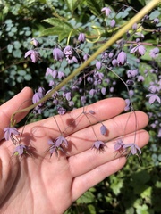 Thalictrum podocarpum
